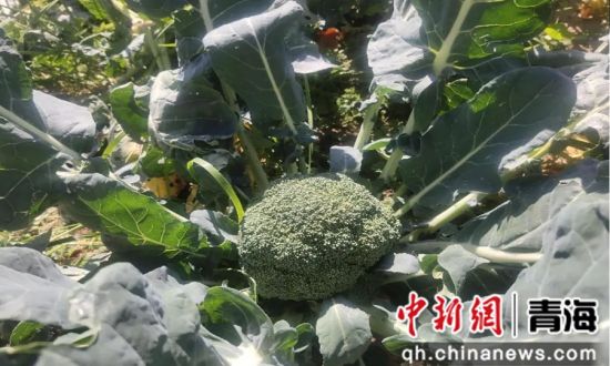 图为西兰花。乐都区委宣传部 供图 图为西兰花。乐都区委宣传部 供图