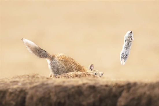 作品《逃跑的午餐》 石径 摄