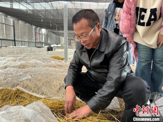 图为王刚介绍高原有机赤松茸种植基地内的情况。陈宗淇 摄 图为王刚介绍高原有机赤松茸种植基地内的情况。陈宗淇 摄