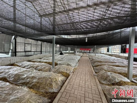 图为隆亚村高原有机赤松茸种植大棚一角。陈宗淇 摄 图为隆亚村高原有机赤松茸种植大棚一角。陈宗淇 摄