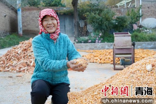 图为收获玉米。乐都区委宣传部 供图 图为收获玉米。乐都区委宣传部 供图