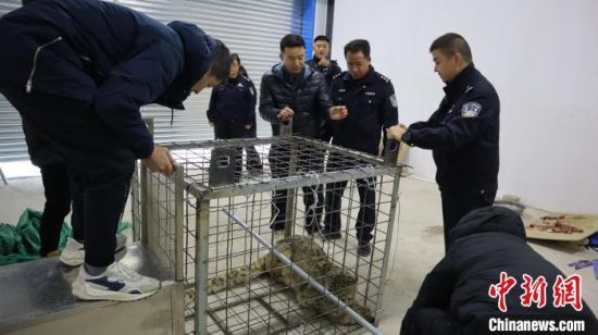 民警和林草局工作人员对雪豹进行救助。 大柴旦行委公安局 供图 民警和林草局工作人员对雪豹进行救助。 大柴旦行委公安局 供图