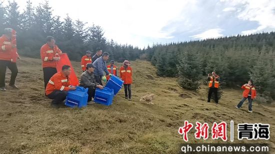 图为放归现场。刘珊珊供图 图为放归现场。刘珊珊供图