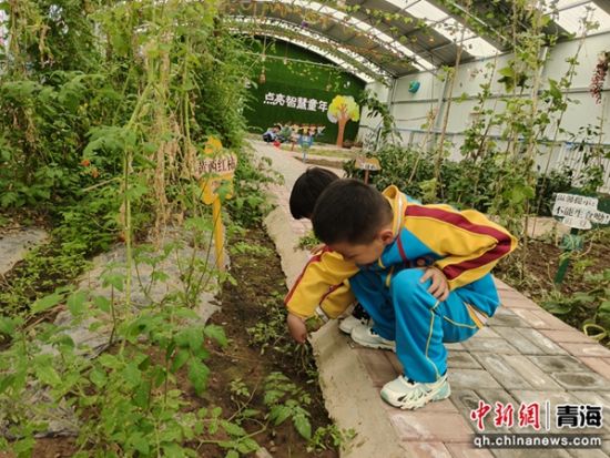 图为幼儿体验采摘。兴海县委宣传部供图 图为幼儿体验采摘。兴海县委宣传部供图