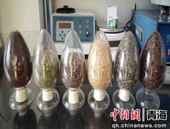 图为种子。大通县委宣传部 供图 图为种子。大通县委宣传部 供图