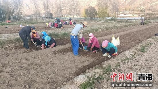 图为种植现场。乐都区委宣传部 供图 图为种植现场。乐都区委宣传部 供图
