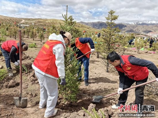 图为青海省烟草专卖局(公司)职工开展植树活动。青海省烟草专卖局(公司)供图 图为青海省烟草专卖局(公司)职工开展植树活动。青海省烟草专卖局(公司)供图