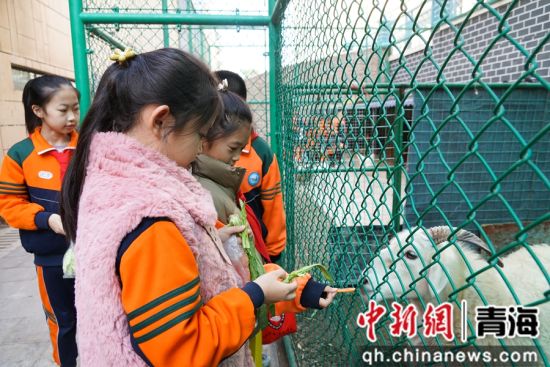 图为西宁市文逸小学学生投喂羊并观察其生活习性。 马铭言 摄 图为西宁市文逸小学学生投喂羊并观察其生活习性。 马铭言 摄