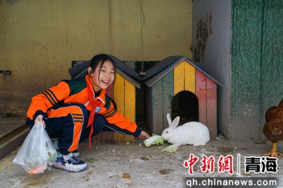 图为西宁市文逸小学学生近距离投喂兔子。 马铭言 摄 图为西宁市文逸小学学生近距离投喂兔子。 马铭言 摄