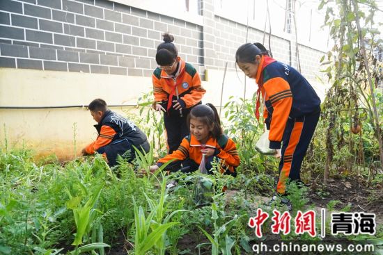 图为西宁市文逸小学学生在该校种植基地内,为饲养的动物们采摘新鲜蔬菜。 马铭言 摄 图为西宁市文逸小学学生在该校种植基地内,为饲养的动物们采摘新鲜蔬菜。 马铭言 摄