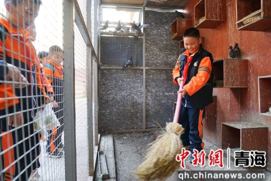 图为西宁市文逸小学学生打扫鸽子笼舍。 马铭言 摄 图为西宁市文逸小学学生打扫鸽子笼舍。 马铭言 摄