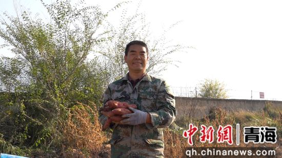 图为红薯开挖。李晶 供图 图为红薯开挖。李晶 供图