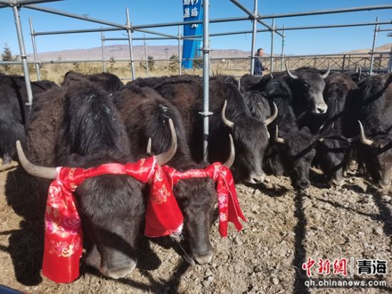 图为活动现场。海晏宣传部供图 图为活动现场。海晏宣传部供图