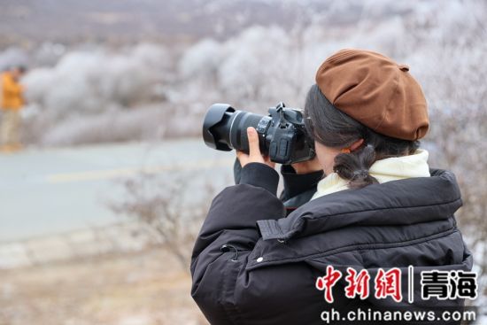 图为本次研学团的学员在群加国家森林公园内拍照。薛蒂 摄 图为本次研学团的学员在群加国家森林公园内拍照。薛蒂 摄