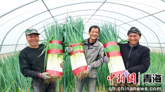 图为收获现场。乐都区委宣传部 供图 图为收获现场。乐都区委宣传部 供图