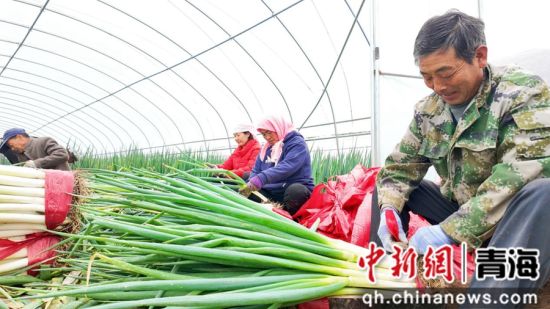 图为收获现场。乐都区委宣传部 供图 图为收获现场。乐都区委宣传部 供图