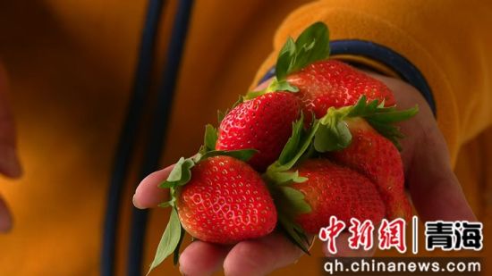 图为草莓。大通县委宣传部 供图 图为草莓。大通县委宣传部 供图