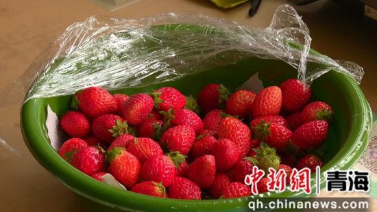 图为草莓。大通县委宣传部 供图 图为草莓。大通县委宣传部 供图