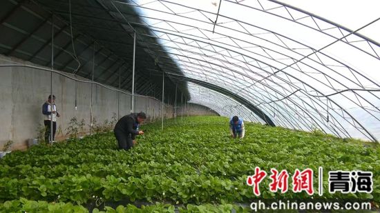 图为草莓。大通县委宣传部 供图 图为草莓。大通县委宣传部 供图