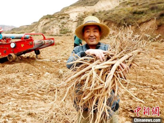 图为朱玉贤展示挖收的黄芪。石延寿 摄 图为朱玉贤展示挖收的黄芪。石延寿 摄