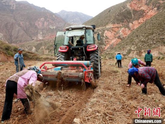 图为黄芪机械挖收现场。石延寿 摄 图为黄芪机械挖收现场。石延寿 摄