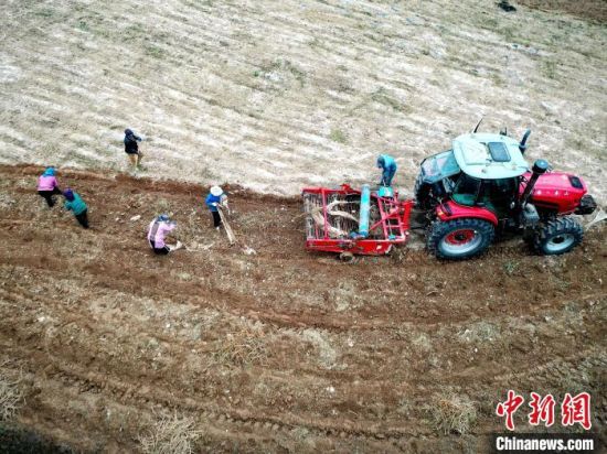 图为黄芪机械挖收现场。石延寿 摄 图为黄芪机械挖收现场。石延寿 摄