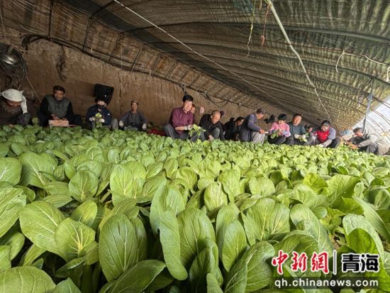 图为收获现场。乐都区委宣传部 供图 图为收获现场。乐都区委宣传部 供图