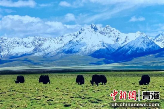 资料图为果洛草原风光。果洛州委宣传部供图