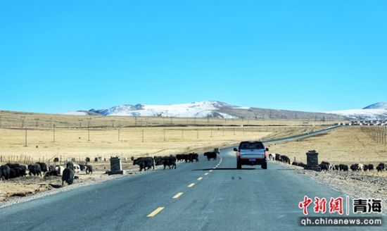 ͼϊ�ƺ�����������(�ຣվ)��������;������215������ż����ţⱥ����ͨ�с� ��ѩ�� �� ͼϊ�ƺ�����������(�ຣվ)��������;������215������ż����ţⱥ����ͨ�с� ��ѩ�� ��